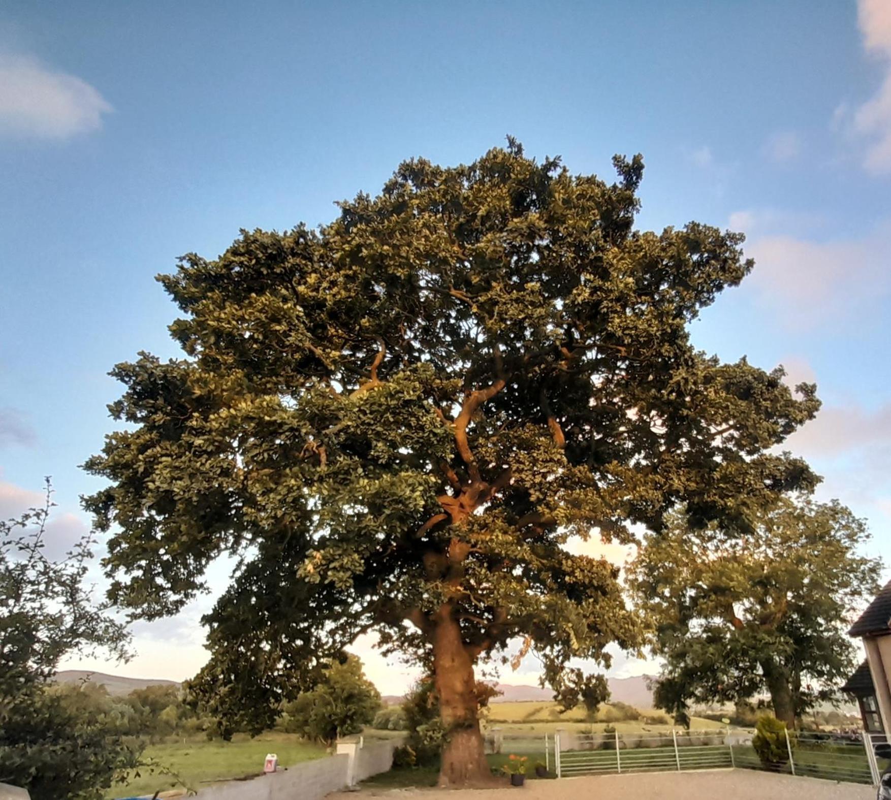 卡斯尔韦伦Oaktree Manor别墅 外观 照片